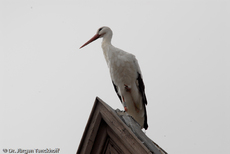 Weißstorch (10 von 20).jpg